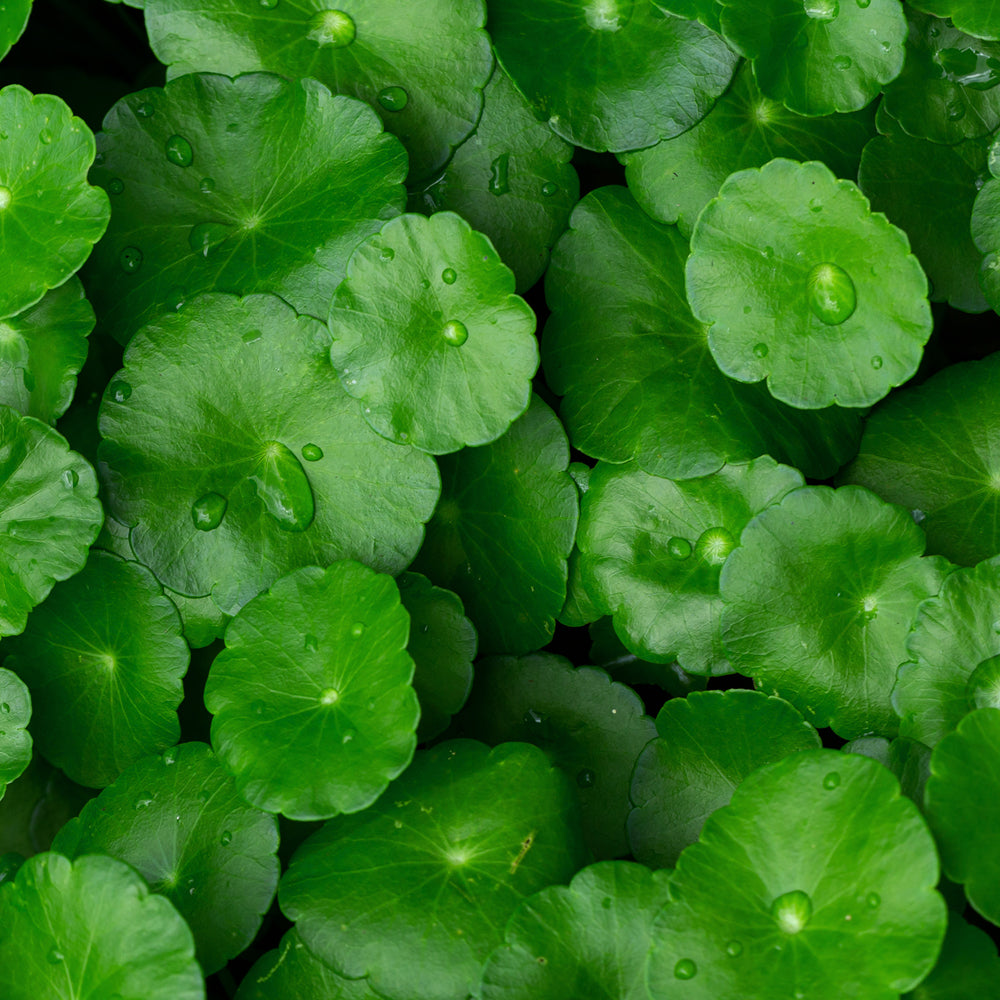 Centella Asiatica