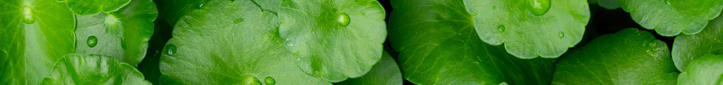 Centella Asiatica